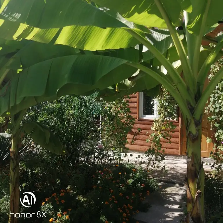 Алахадзи: Na Shaumyana Guest House