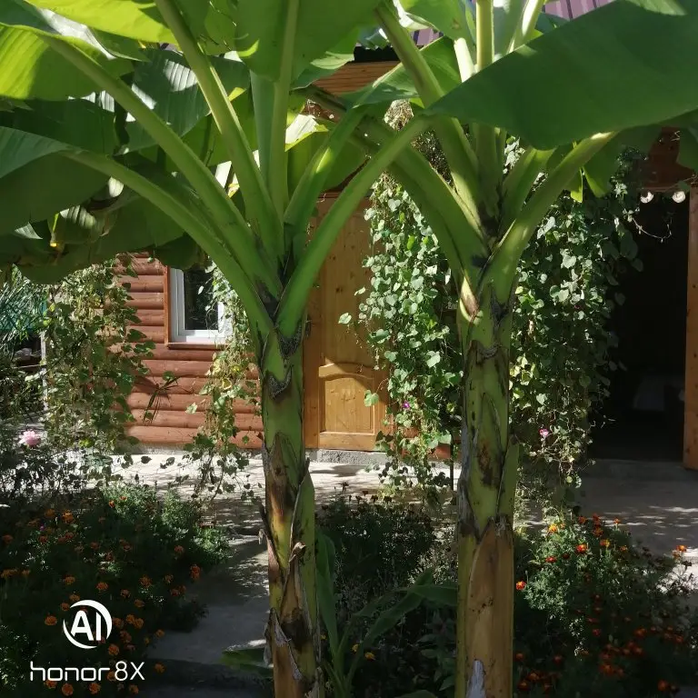 Алахадзи: Na Shaumyana Guest House