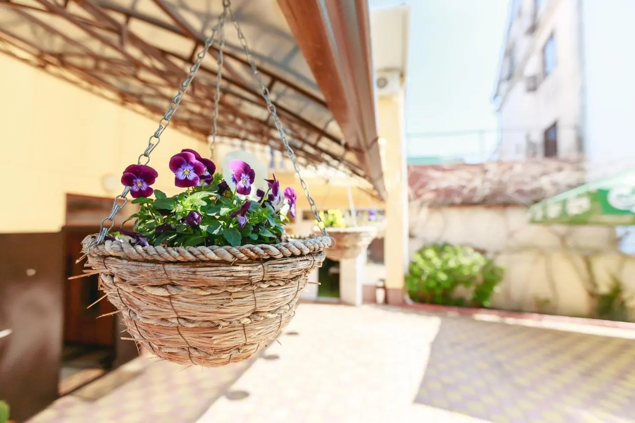 Сочи: Guest House Talasso