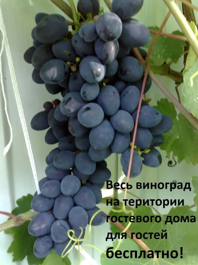 Геленджик: Гостевой дом Аватар