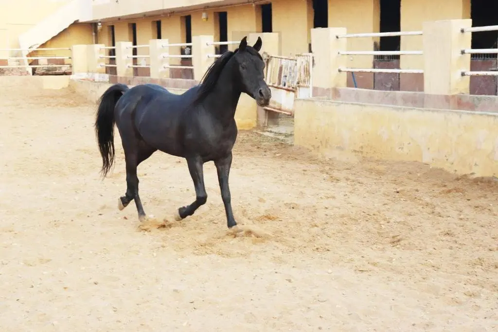 Гиза: The Farm - Hotel & Horse Riding