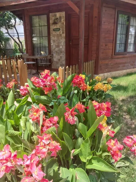 Аланья: Miss Mandarin Bungalow evleri