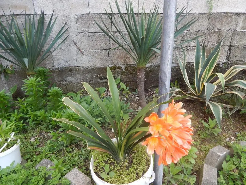 Гонио: Nice Guest House Gonio
