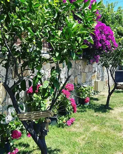 Айвалык: Cunda Saray Pansiyon