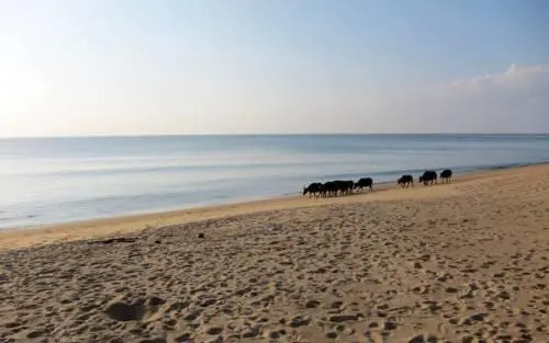 Тхаланг: Mai Khao Beach House