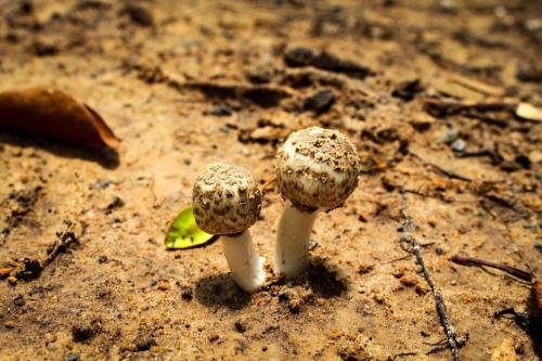 Sangthain Hills — фото 1