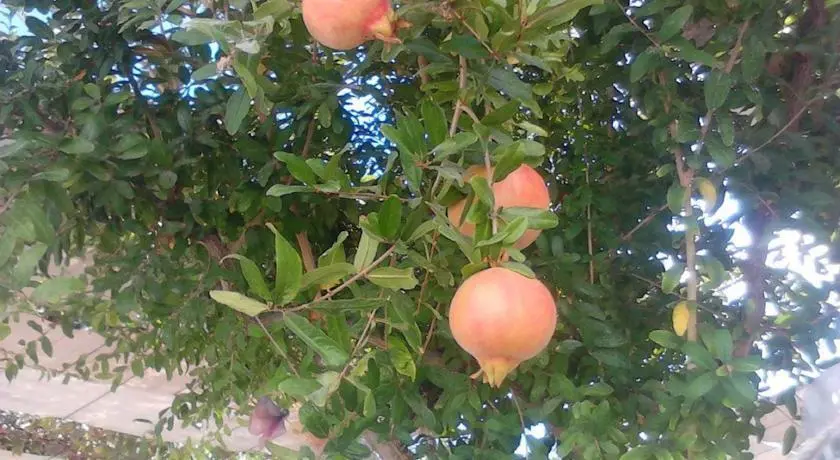 Чешме: Beyaz Yelken