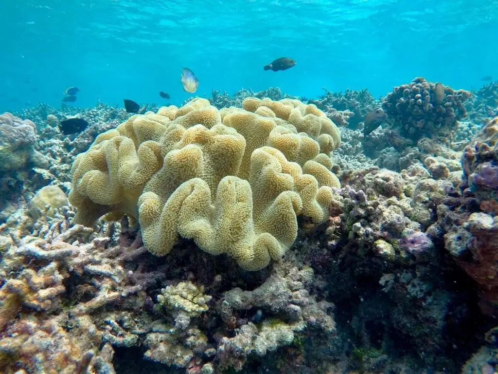 Атолл Алиф-Дхаалу: Atoll Residence Dhangethi
