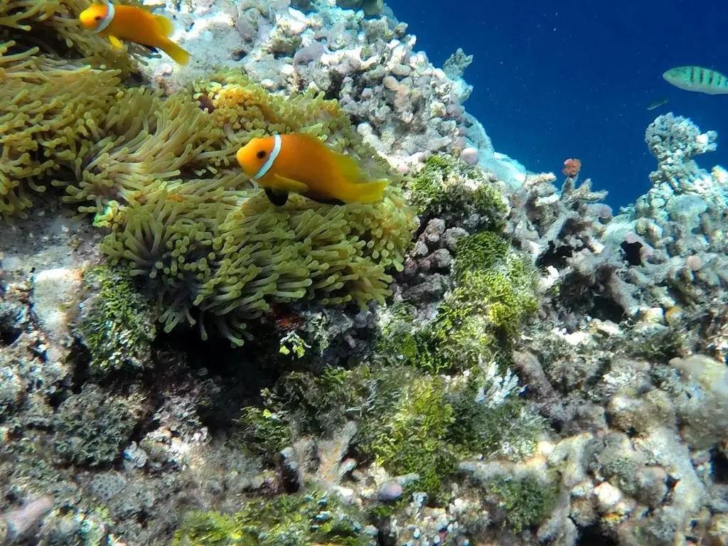 Атолл Алиф-Дхаалу: Atoll Residence Dhangethi