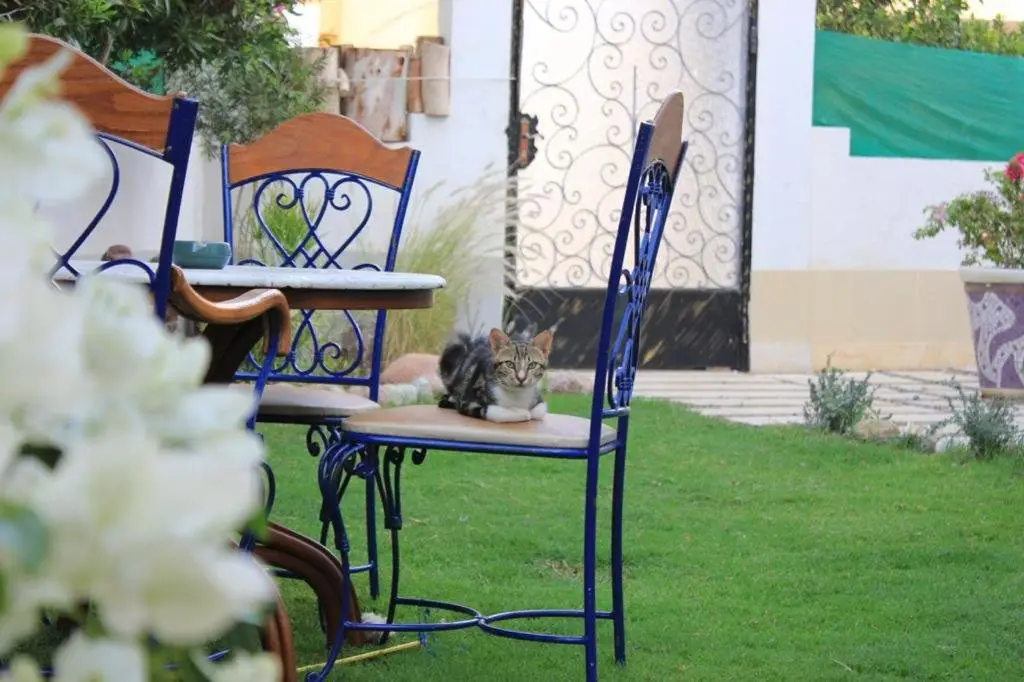 Шарм-эш-Шейх (Шарм-эль-Шейх): Villa D60