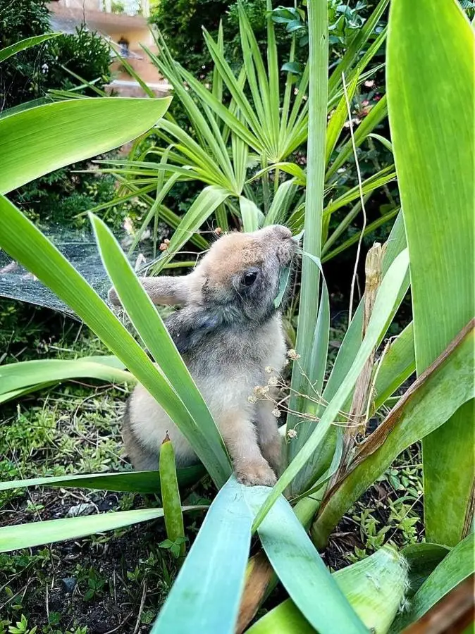 Сочи: Гостевой дом Happy rabbit