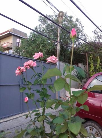 Сочи: Zelenaya Gorka Guest House