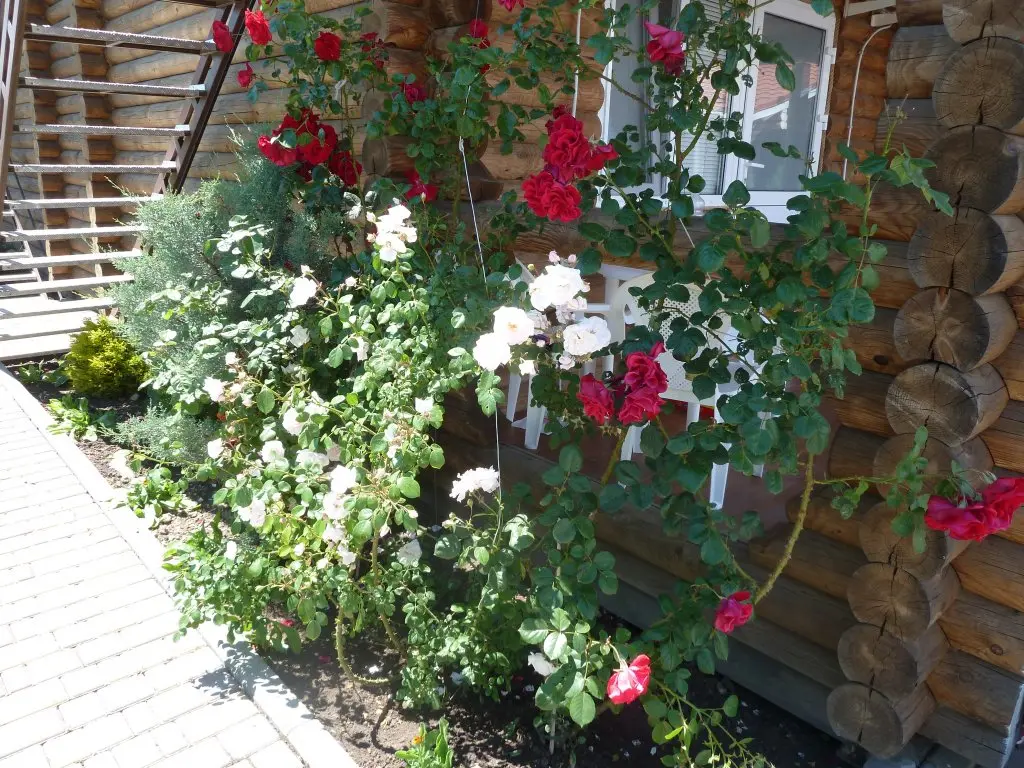 Джемете: Ekodom Belyie Rosyi Guest House