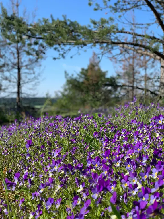 Сортавала: Gostevoy dom Paaso