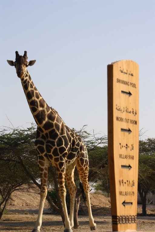 Anantara Sir Bani Yas Island Resorts — фото 1