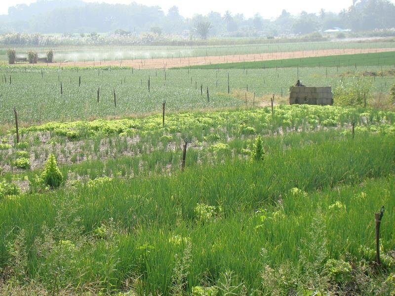 Mae Chan: Monpacome Resort