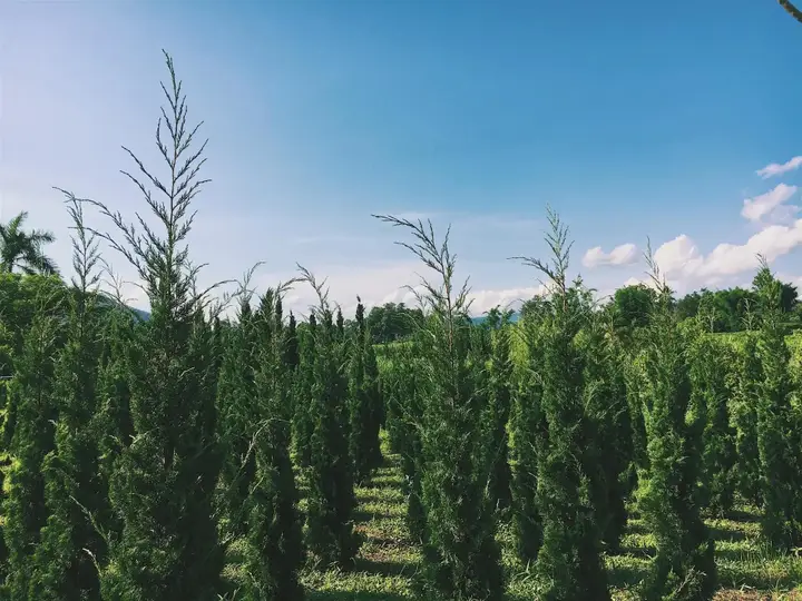 Мае-Он: Mon Phum Tawan Chiangmai
