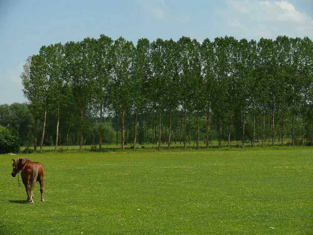Дадай: İksir Resort Town