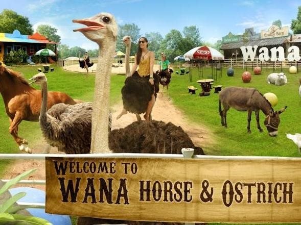 Чианграй: Wana Horse And Ostrich Farm Tent