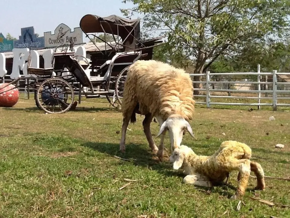 Чианграй: Wana Horse And Ostrich Farm Tent