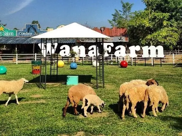 Чианграй: Wana Horse And Ostrich Farm Tent