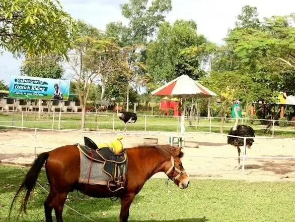 Чианграй: Wana Horse And Ostrich Farm Tent