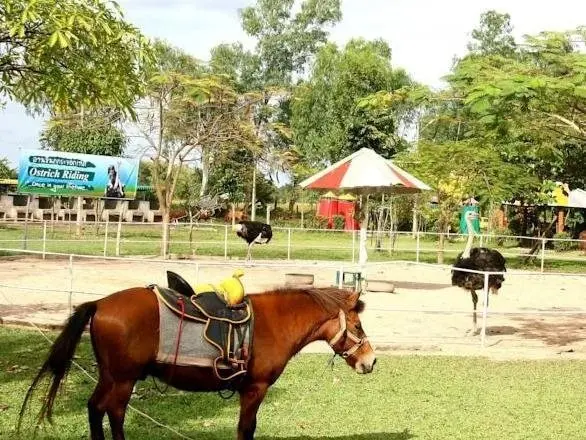 Чианграй: Wana Horse And Ostrich Farm Tent