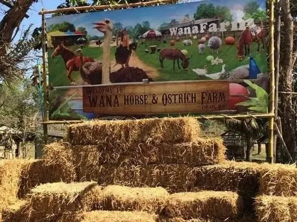 Чианграй: Wana Horse And Ostrich Farm Tent