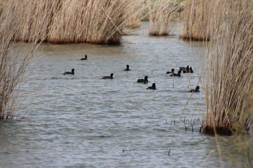 Аль-Себехи: Kom El Dikka Agri Lodge