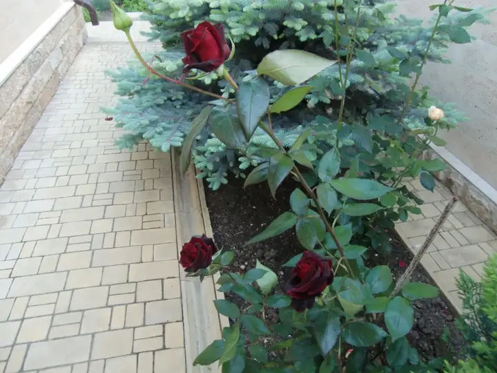 Пересыпь: Yakor Mini-hotel