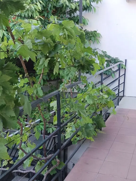 Геленджик: Апартаменты с Кухней