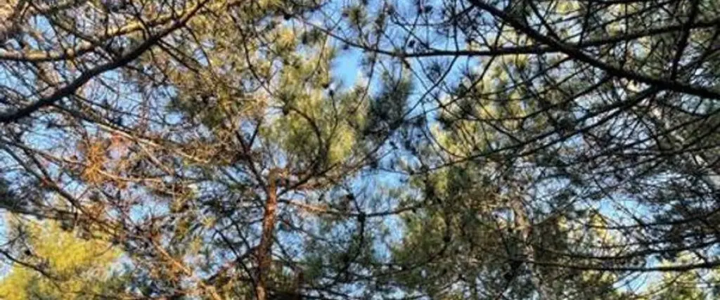 Шерефье: Red Pine Guest House