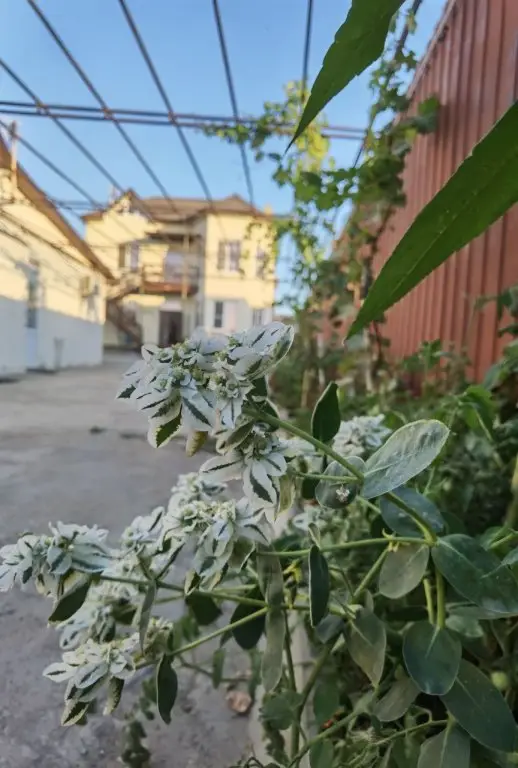 Витязево: Меблированные комнаты В гостях у сказки Витязево