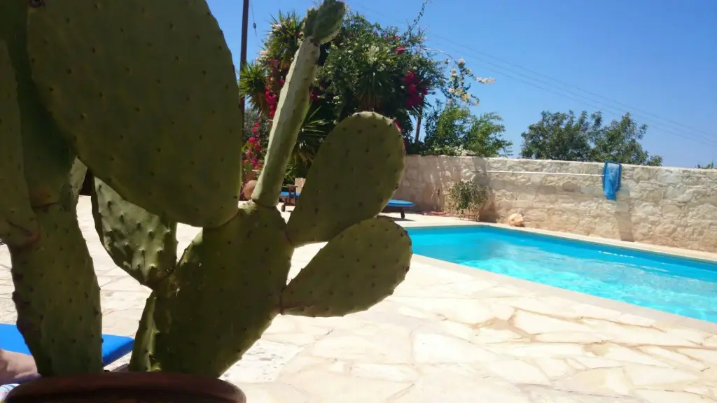 Нео Хорио: Prickly Pear
