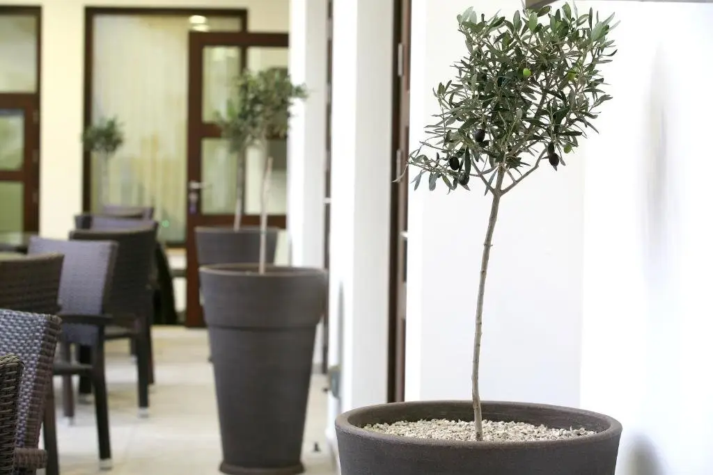 Никосия: Royiatiko Hotel