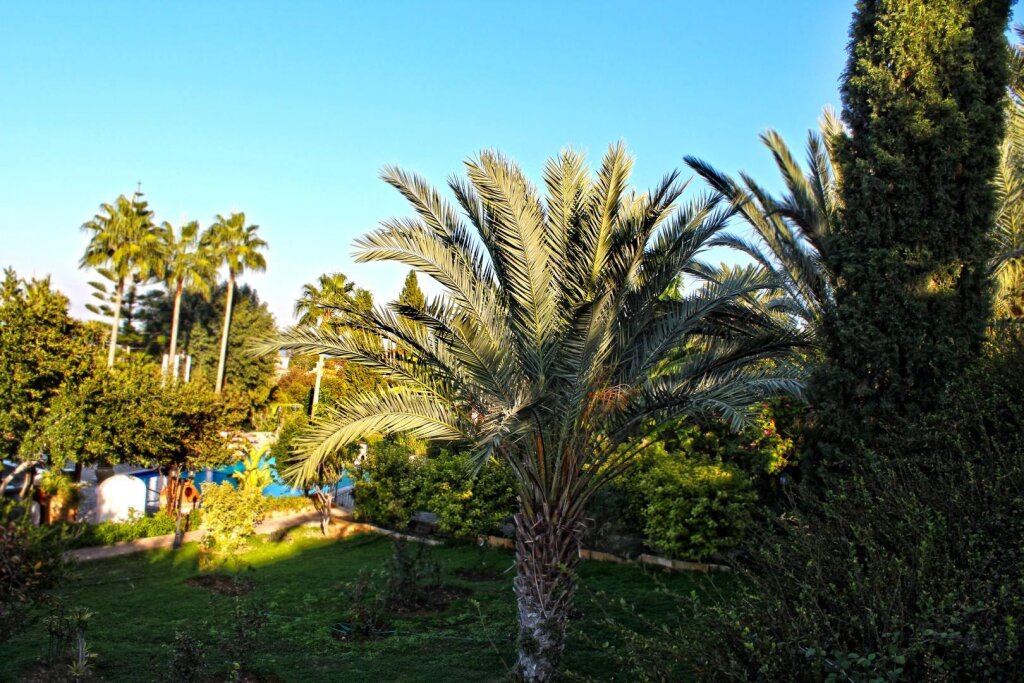 Цери: Bellapais Gardens