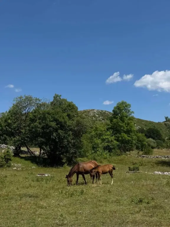 Каньон Tara: Guest House Etno Village Milogora