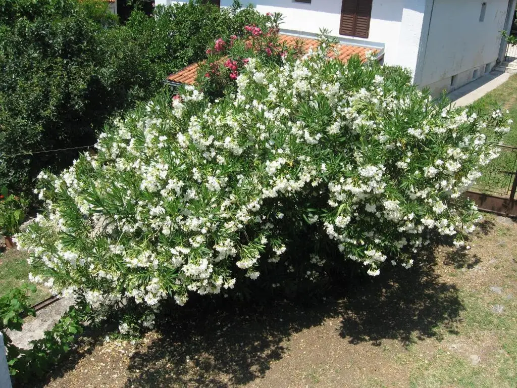 Бульярица: Guest House Oleander