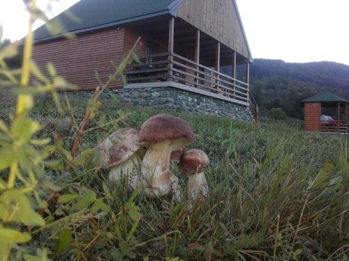Мойковац: Country House Eco village Ćorić