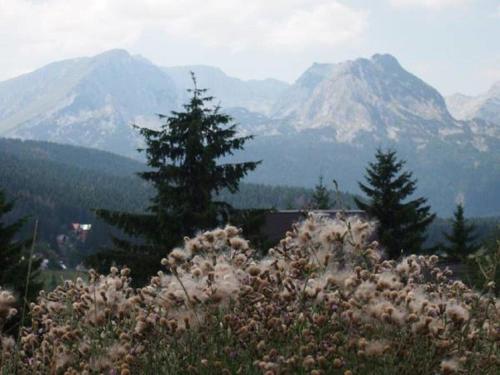 Жабляк: Sun Valley Chalets