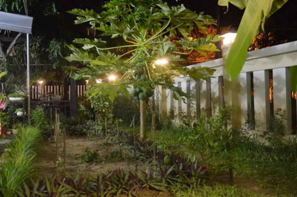 Хойан: Joy Hoi An Homestay