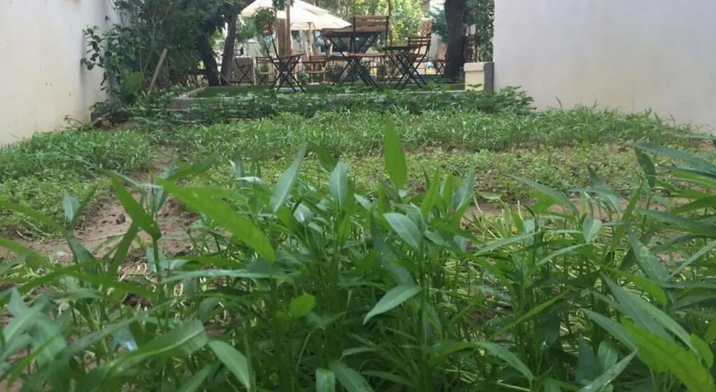 Хойан: Heritage Homestay
