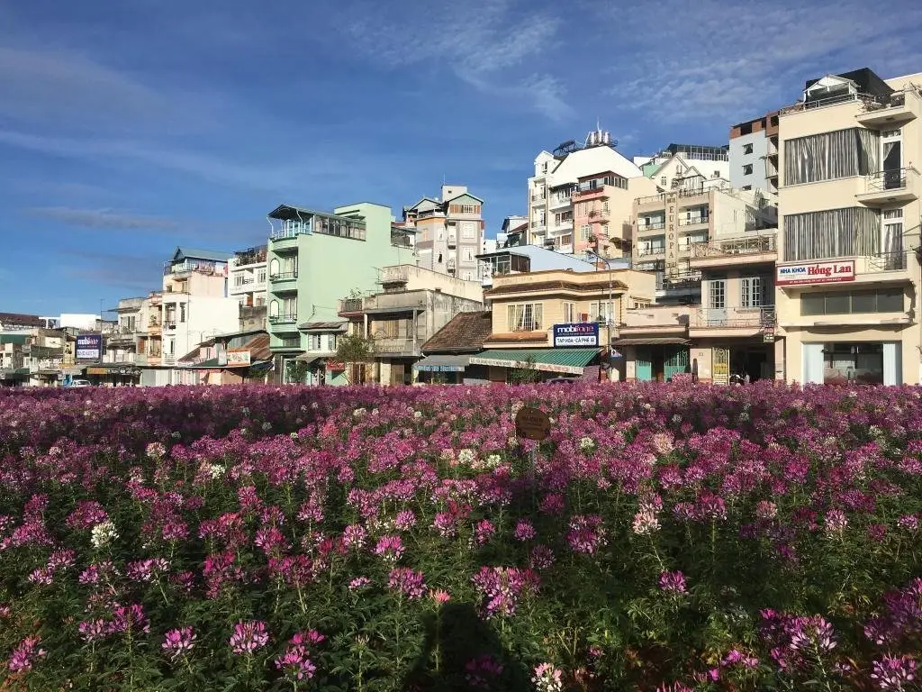 Далат: Pine Hill Homestay Dalat