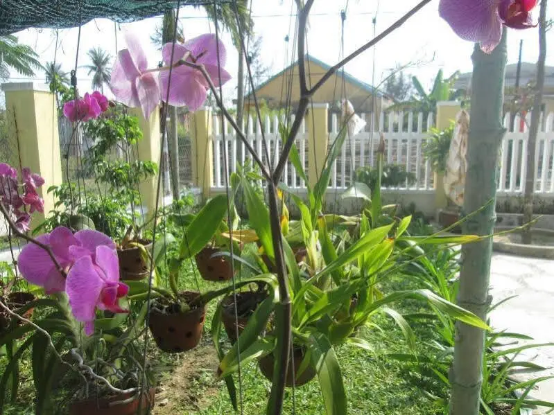 Хойан: Thuan Phong Homestay