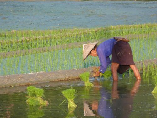 Хазянг: Ha Giang Homestay