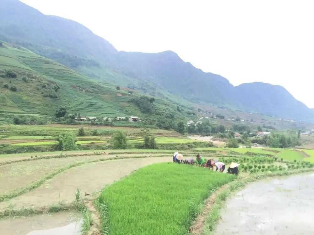Шапа: Golden Rice Garden Sapa