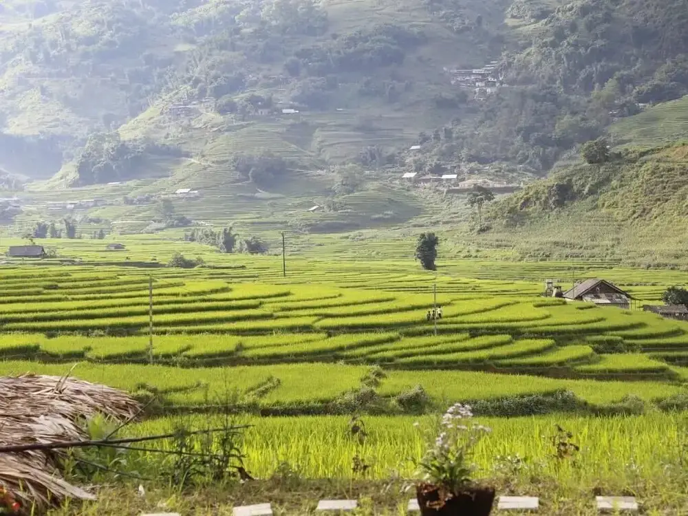 Шапа: Golden Rice Garden Sapa
