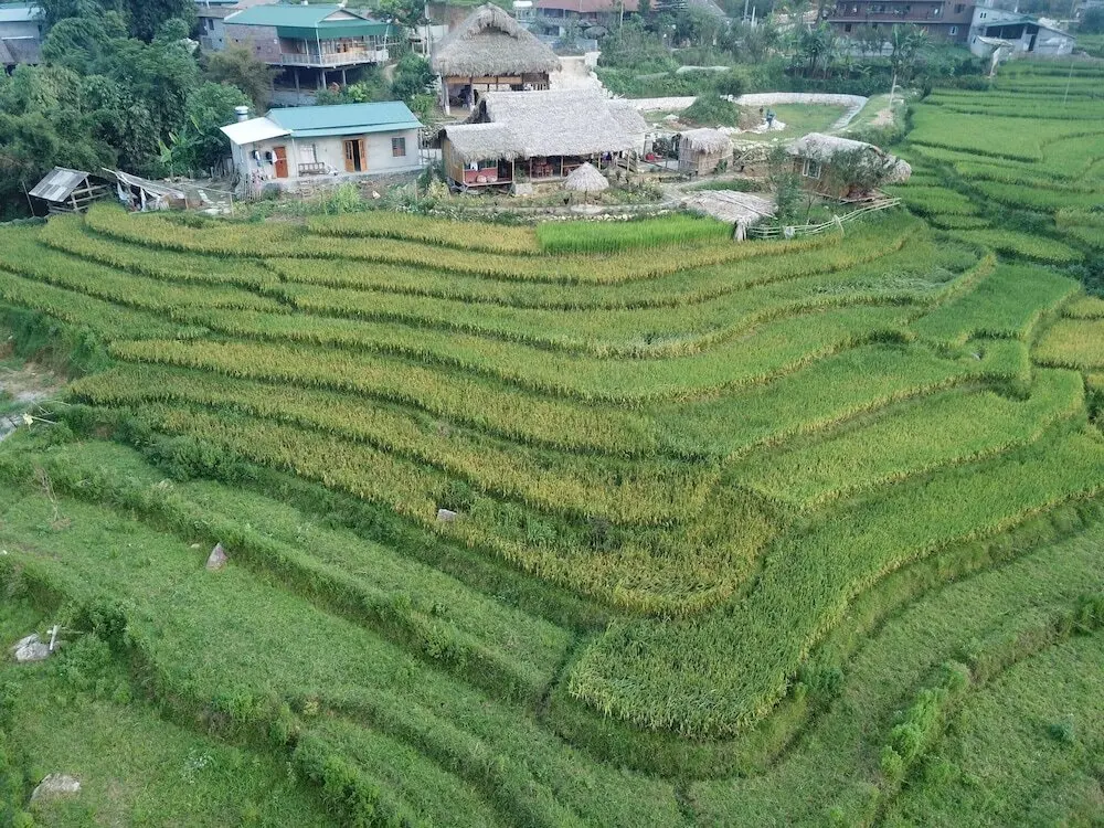 Шапа: Golden Rice Garden Sapa