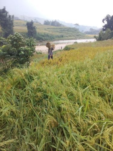 Шапа: Hoàng Ngần Homestay