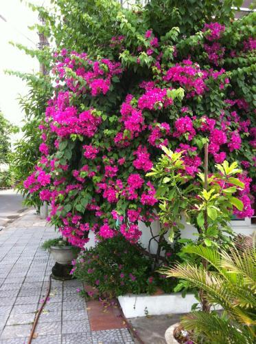 Хойан: Thien An Homestay